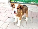 Eğitimli ve Aşılı Yavru Border Collie