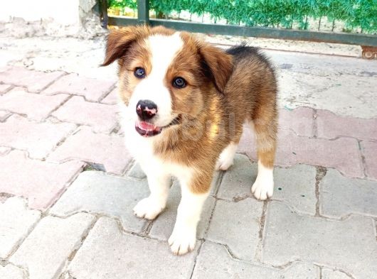 Eğitimli Ve Aşılı Yavru Border Collie