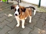 Eğitimli ve Aşılı Yavru Border Collie