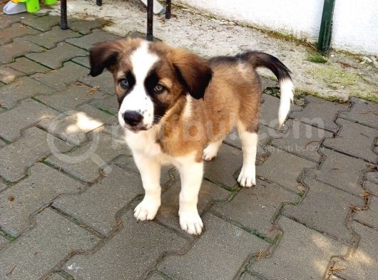 Eğitimli Ve Aşılı Yavru Border Collie