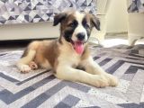 Eğitimli Ve Aşılı Yavru Border Collie
