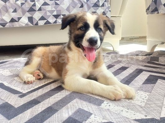 Eğitimli Ve Aşılı Yavru Border Collie görsel