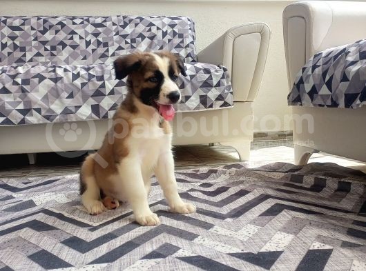 Eğitimli Ve Aşılı Yavru Border Collie görsel