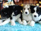 Dunyani̇n En Zeki̇ Irki Border Collie