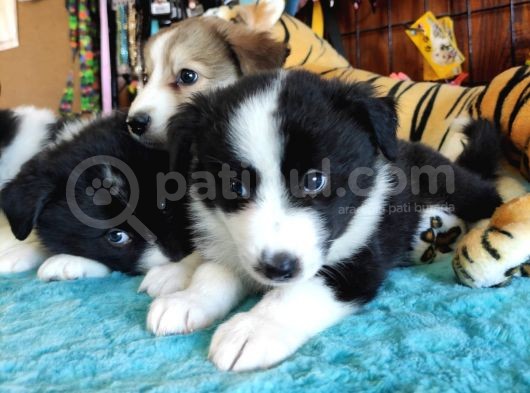 Dunyani̇n En Zeki̇ Irki Border Collie görsel