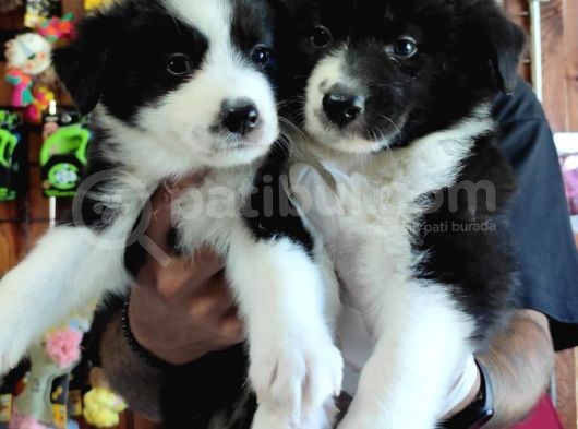 Dunyani̇n En Zeki̇ Irki Border Collie görsel