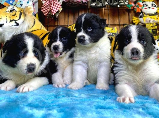 Dunyani̇n En Zeki̇ Irki Border Collie