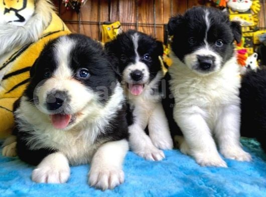 Dunyani̇n En Zeki̇ Irki Border Collie görsel