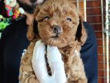 A SCR MUHTEŞEM TOY POODLE  YAVRULARIMIZ
