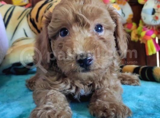 A Scr Muhteşem Toy Poodle  Yavrularimiz görsel