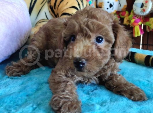 A Scr Muhteşem Toy Poodle  Yavrularimiz görsel