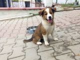 Eğitimli Ve Aşılı Yavru Border Collie