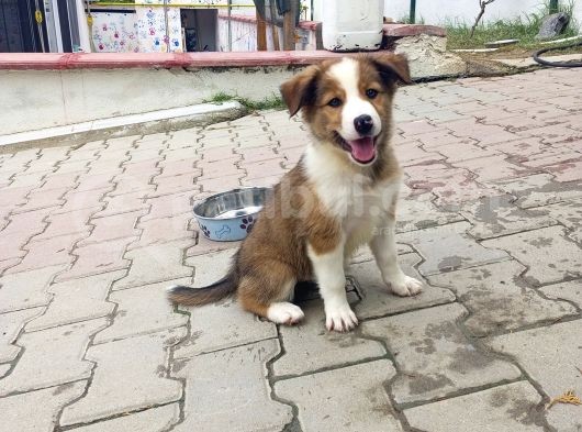 Eğitimli Ve Aşılı Yavru Border Collie görsel