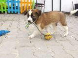 Eğitimli Ve Aşılı Yavru Border Collie