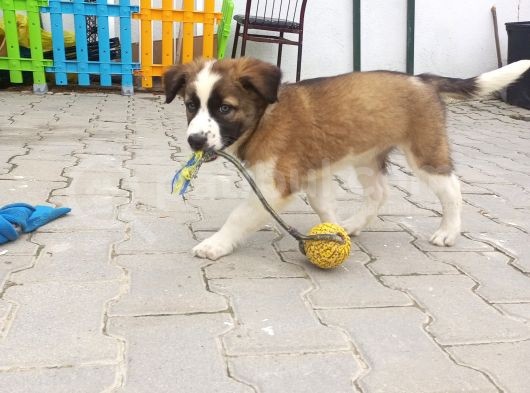 Eğitimli Ve Aşılı Yavru Border Collie görsel