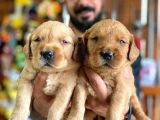 Bebek Yüzlü Golden A Kali̇te Irk