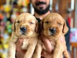 BEBEK YÜZLÜ GOLDEN A KALİTE IRK