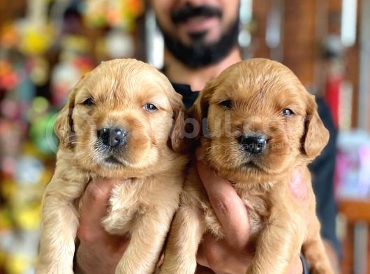 Bebek Yüzlü Golden A Kali̇te Irk