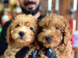 A Scr Muhteşem Toy Poodle  Yavrularimiz