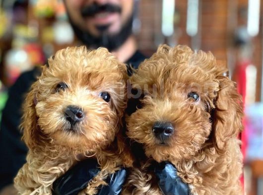 A Scr Muhteşem Toy Poodle  Yavrularimiz görsel