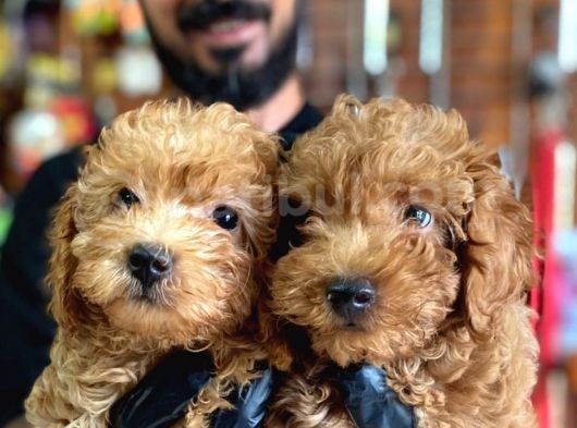 A Scr Muhteşem Toy Poodle  Yavrularimiz görsel