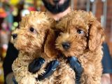 A Scr Muhteşem Toy Poodle  Yavrularimiz