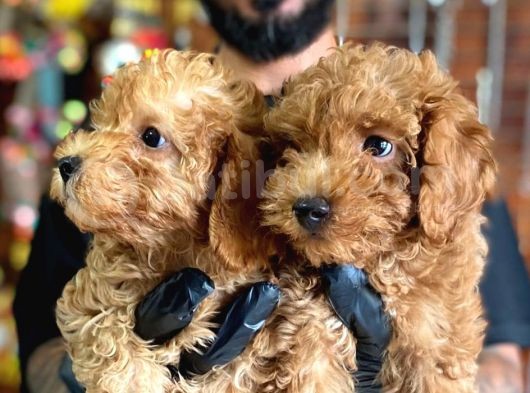 A Scr Muhteşem Toy Poodle  Yavrularimiz görsel