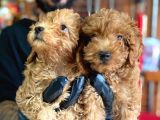 A Scr Muhteşem Toy Poodle  Yavrularimiz