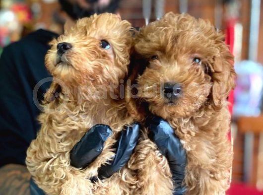 A Scr Muhteşem Toy Poodle  Yavrularimiz görsel