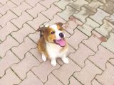 Eğitimli Ve Aşılı Yavru Border Collie