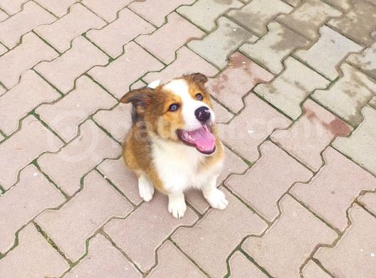 Eğitimli Ve Aşılı Yavru Border Collie görsel