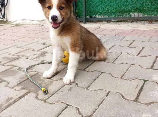 Eğitimli Ve Aşılı Yavru Border Collie görsel