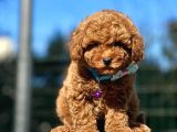 Babyface Toy Poodle Yavrular