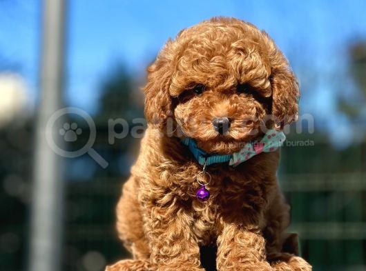 Babyface Toy Poodle Yavrular görsel
