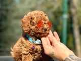Babyface Toy Poodle Yavrular