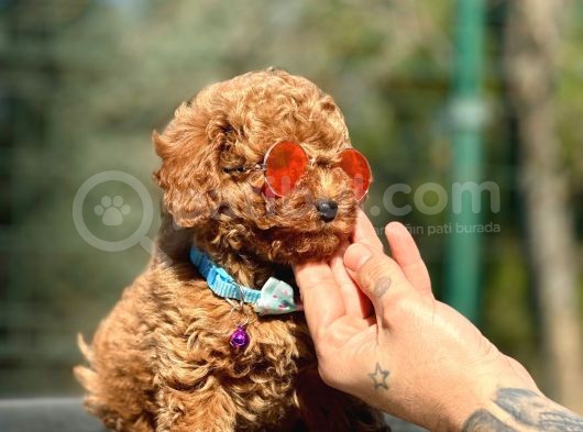 Babyface Toy Poodle Yavrular görsel
