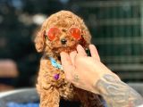 Babyface Toy Poodle Yavrular
