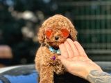 Babyface Toy Poodle Yavrular