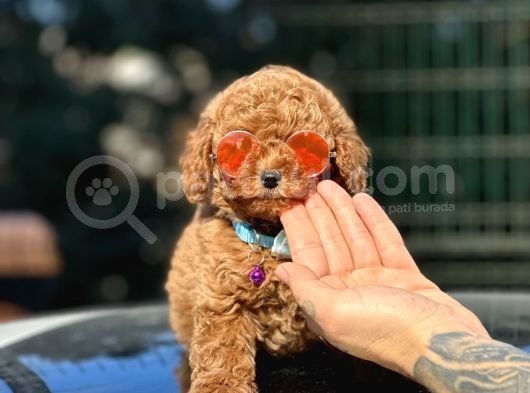Babyface Toy Poodle Yavrular görsel