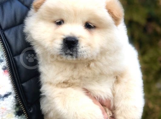 Orjinal Chow Chow görsel