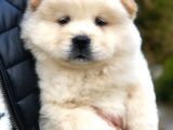 Orjinal Chow Chow