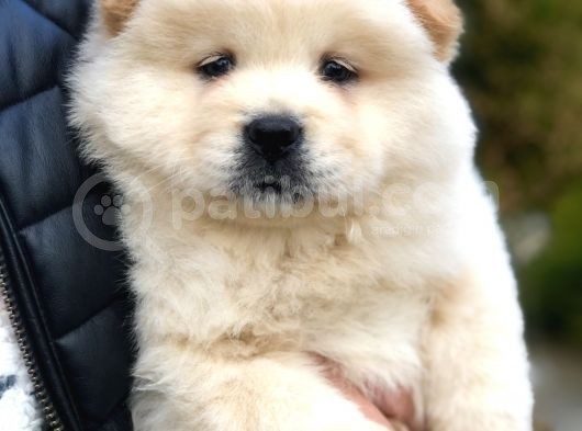 Orjinal Chow Chow görsel