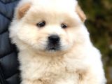 Orjinal Chow Chow
