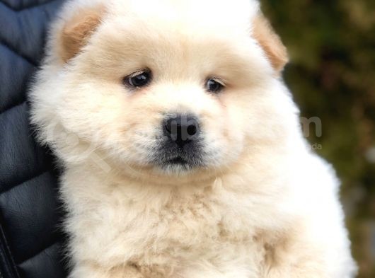 Orjinal Chow Chow görsel