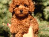 Birbirinden güzel Toy Poodle yavrularımız