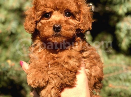 Birbirinden Güzel Toy Poodle Yavrularımız