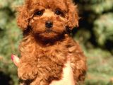 Birbirinden Güzel Toy Poodle Yavrularımız