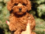 Birbirinden Güzel Toy Poodle Yavrularımız