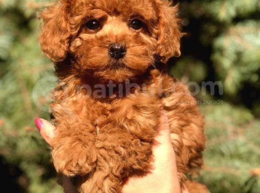 Birbirinden Güzel Toy Poodle Yavrularımız görsel