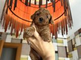 toypoodle yavrularımız